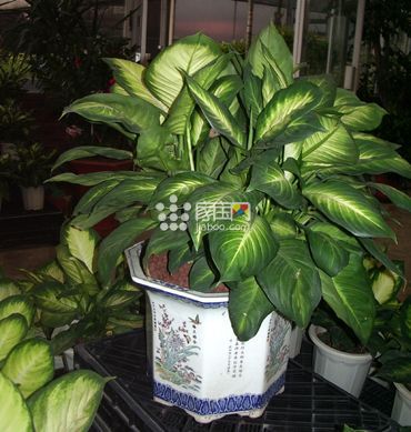 如何利用植物改变<a href=http://www.zhuangxiuzhishi.com/fengshui/ target=_blank class=infotextkey>风水</a>